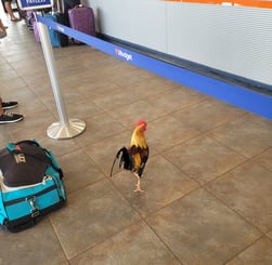 les poules de Kauai