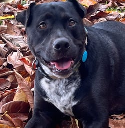 a dog sitting on the ground with a blue collared collared collared dog