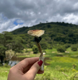 Experiências com Cogumelos Mágicos a medicina da floresta