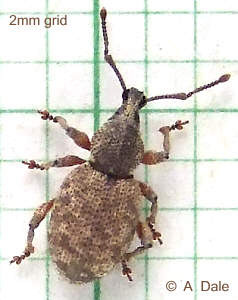 Clay-coloured weevil