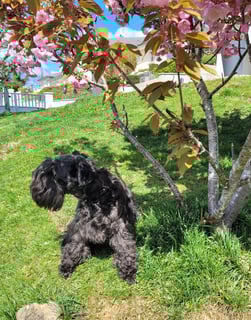 Femelle Schnauzer miniature noire