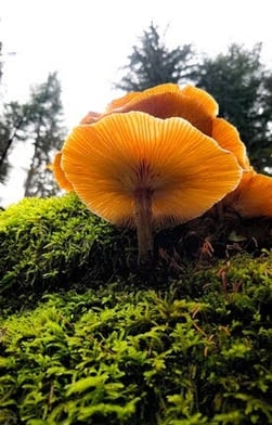 Columbia River Gorge, Oregon - mushrooms growing in the damp forest along the Latourell Falls trail
