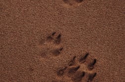 dogAdvisor | dogadvisor | dog advisor | dogAdvisor.dog