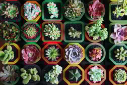 Different types of succulents inside colorful pots 