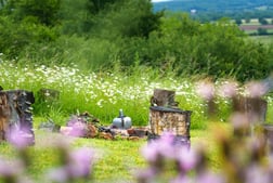 a bottle of wine in a field with flowers