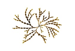 Hormosira banksii