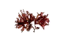 Pollexfenia lobata