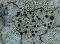 Lichen – Lecidella elaeochroma