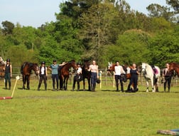 galerie stages et cours d'équitation
