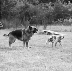 communication chien