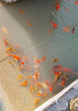 khao na nai luang dharma park fish