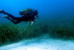 Prospection en plongée