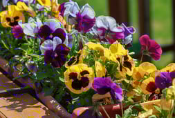 plantes, fleurs, livraison gratuite tombe, cimetiere Sepulture49