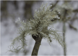 Lichen – Genre Usnea