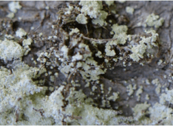 Lichen – Genre Lepraria