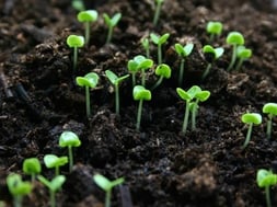 best gardening hacks for better home and garden tricks