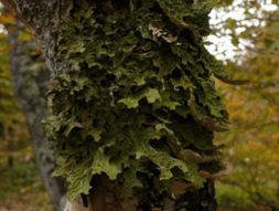 Lichen - Lobaria pulmonaria