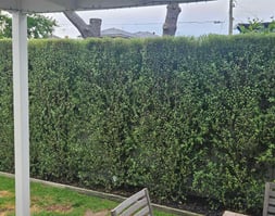 Hedge Trimming, General garden maintenance and landscaping