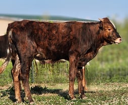 Miniature Longhorn bull calf