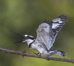 Pied kingfisher