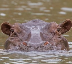 Hippo
