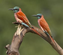 Carmine Bee-eater