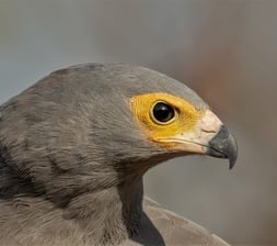 African Harrier hawk