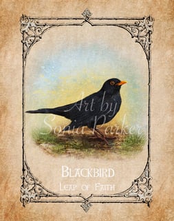 Blackbird, a card from the animal spirit oracle deck Authors: Bruce Clifton, Sonia Parker