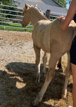 Pferd wird massiert
