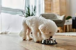 dog food for a finicky eater