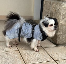 Chien avec un manteau