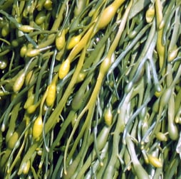 Norwegian kelp.