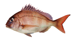 Fresh mutton snapper(mutton fish) with red and pink hues on a white background