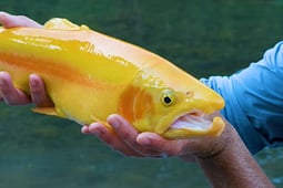 a man holding a fish in his hands