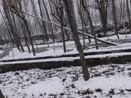 snow falling on trees and road
