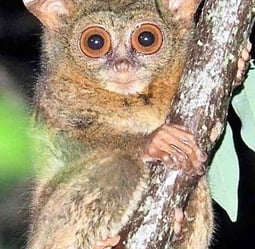 Tarsius Tersier in Sulawesi