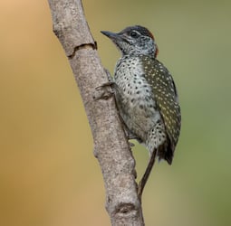 Littele Grey Woodpecker