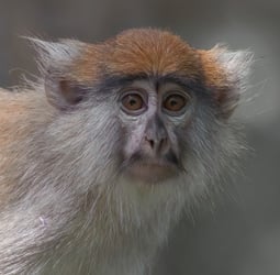 Patas monkey