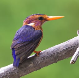 African pygmy kingfisher