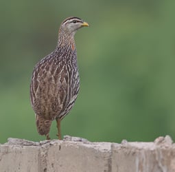 Double spurred Francolin