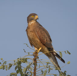 Grasshopper Buzzard