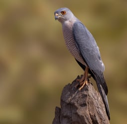 Shikra