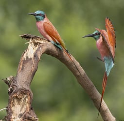 Carmine Bee eater