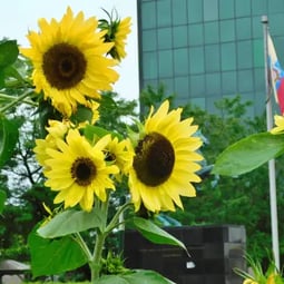 Palais de justice de Québec, tournesol.