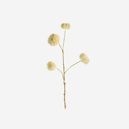 VITACELLA CLEMATIS SEEDHEAD IN CREAM - PACK OF 5
