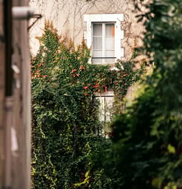mur facade maison plantes jardin habitat
