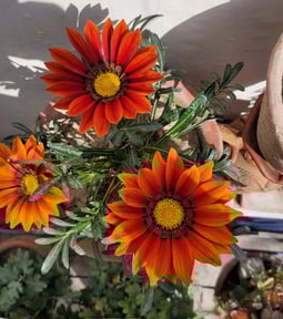 Flowers from my garden !