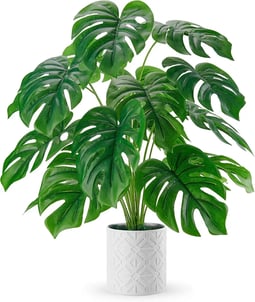 a plant with a large green plant in a white vase