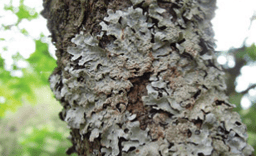 Lichen foliacé - Parmelia sulcata