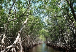 a boat traveling down a river with trees and a sky background at Bintan Mangrove